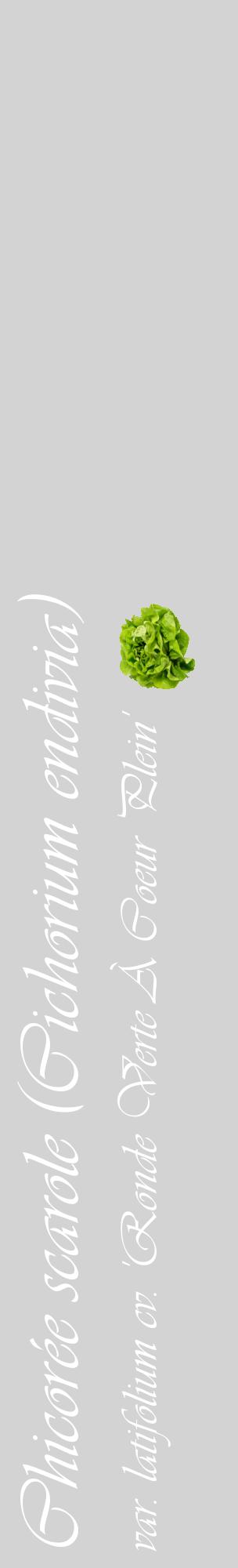Étiquette de : Cichorium endivia var. latifolium cv. 'Ronde Verte À Coeur Plein' - format c - style blanche56_basiqueviv avec comestibilité simplifiée