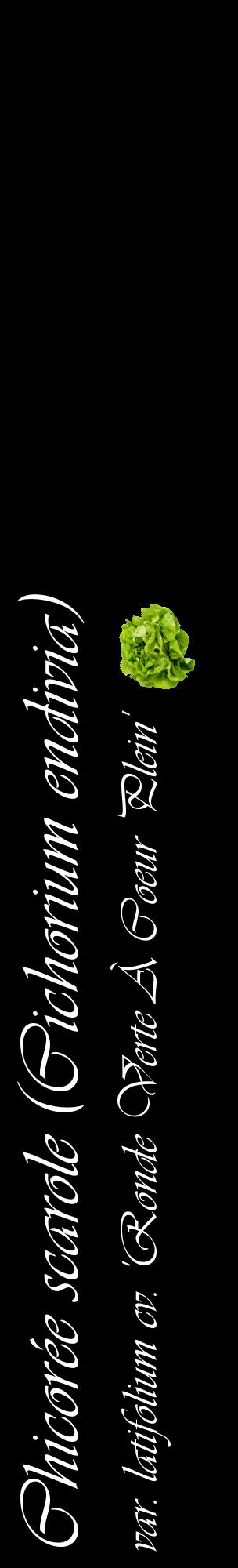 Étiquette de : Cichorium endivia var. latifolium cv. 'Ronde Verte À Coeur Plein' - format c - style blanche59_basiqueviv avec comestibilité simplifiée