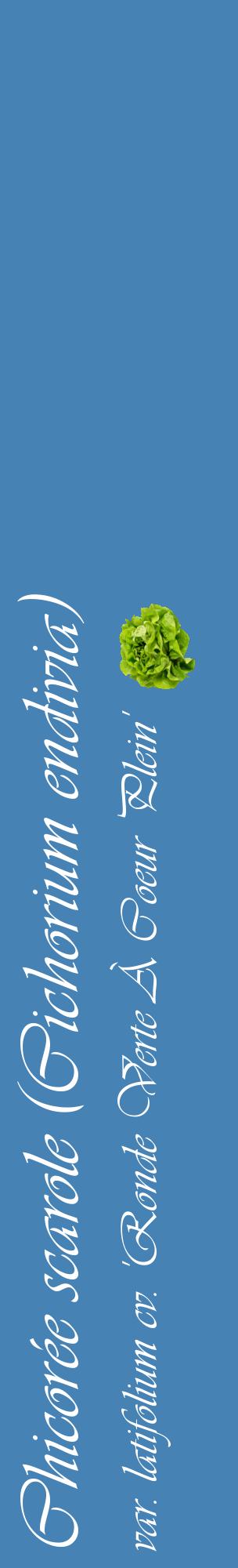 Étiquette de : Cichorium endivia var. latifolium cv. 'Ronde Verte À Coeur Plein' - format c - style blanche5_basiqueviv avec comestibilité simplifiée