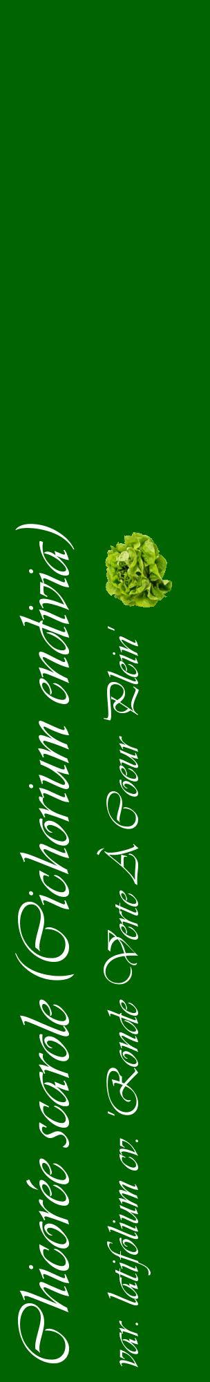 Étiquette de : Cichorium endivia var. latifolium cv. 'Ronde Verte À Coeur Plein' - format c - style blanche8_basiqueviv avec comestibilité simplifiée