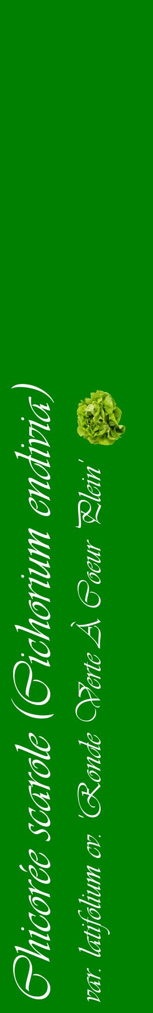 Étiquette de : Cichorium endivia var. latifolium cv. 'Ronde Verte À Coeur Plein' - format c - style blanche9_basiqueviv avec comestibilité simplifiée