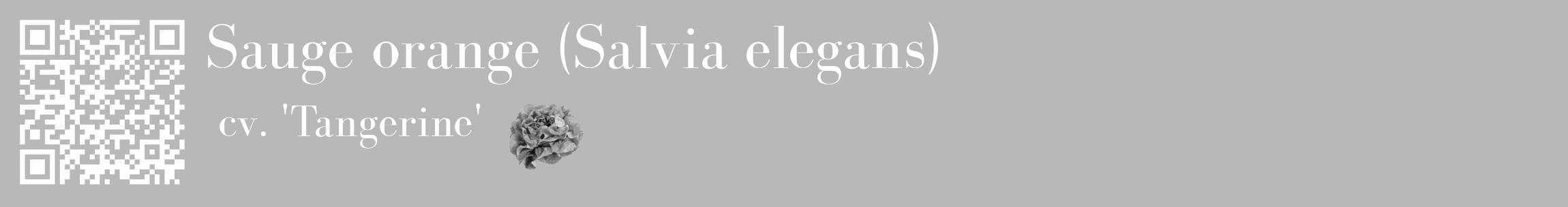 Étiquette de : Salvia elegans cv. 'Tangerine' - format c - style blanche39_basique_basiquebod avec qrcode et comestibilité simplifiée