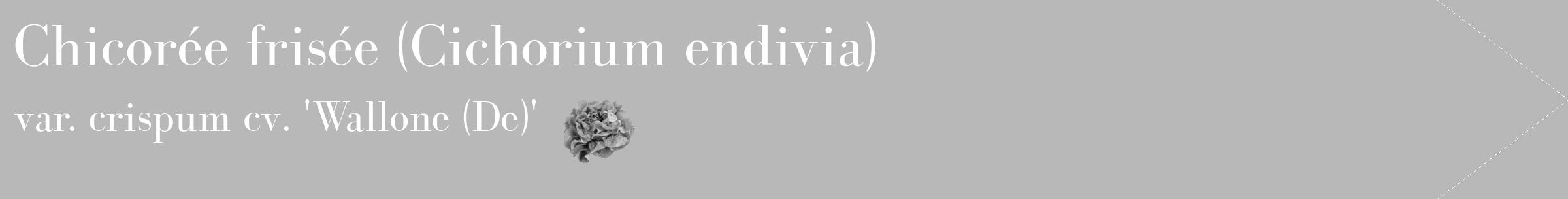 Étiquette de : Cichorium endivia var. crispum cv. 'Wallone (De)' - format c - style blanche39_simple_simplebod avec comestibilité simplifiée