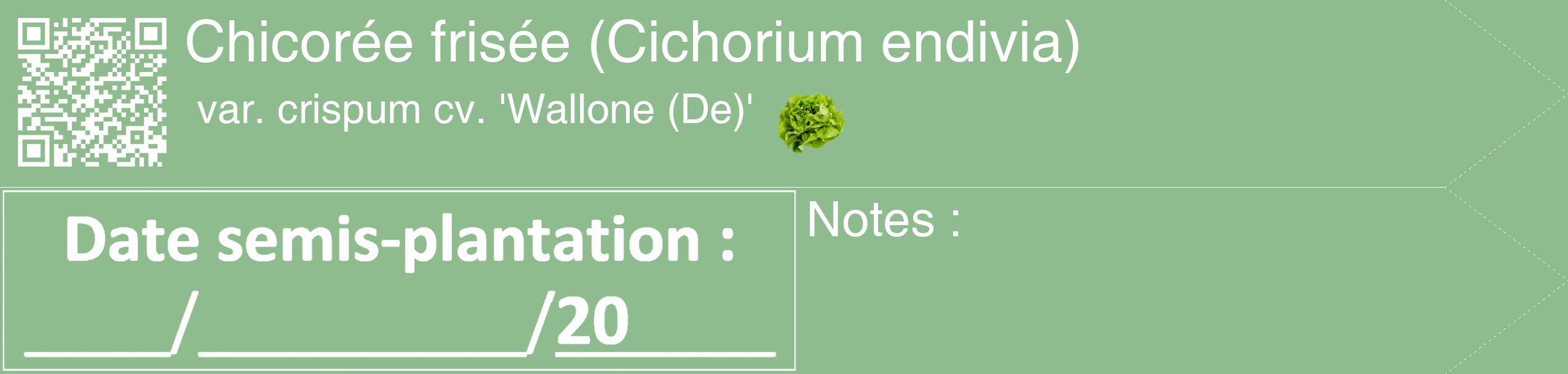 Étiquette de : Cichorium endivia var. crispum cv. 'Wallone (De)' - format c - style blanche13simple_simple_simplehel avec qrcode et comestibilité simplifiée