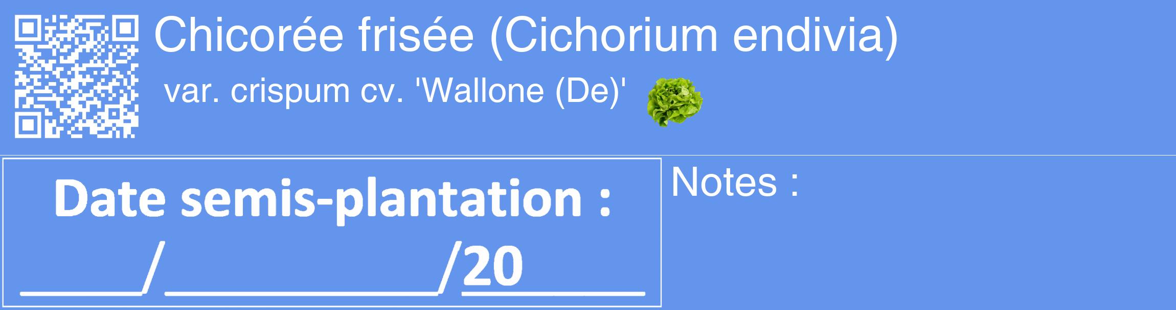 Étiquette de : Cichorium endivia var. crispum cv. 'Wallone (De)' - format c - style blanche4_basique_basiquehel avec qrcode et comestibilité simplifiée