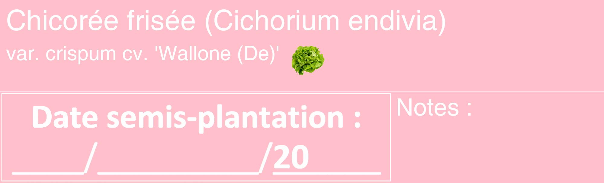 Étiquette de : Cichorium endivia var. crispum cv. 'Wallone (De)' - format c - style blanche40_basique_basiquehel avec comestibilité simplifiée