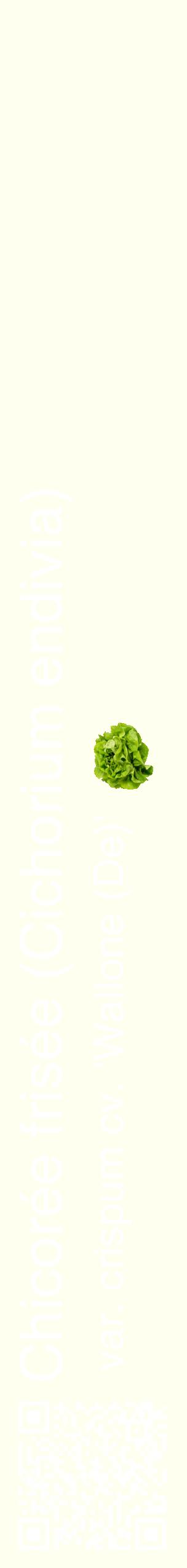 Étiquette de : Cichorium endivia var. crispum cv. 'Wallone (De)' - format c - style blanche19_simplehel avec qrcode et comestibilité simplifiée