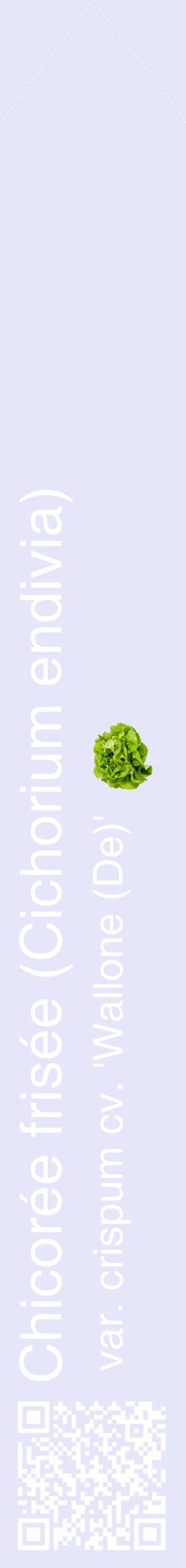Étiquette de : Cichorium endivia var. crispum cv. 'Wallone (De)' - format c - style blanche55_simplehel avec qrcode et comestibilité simplifiée