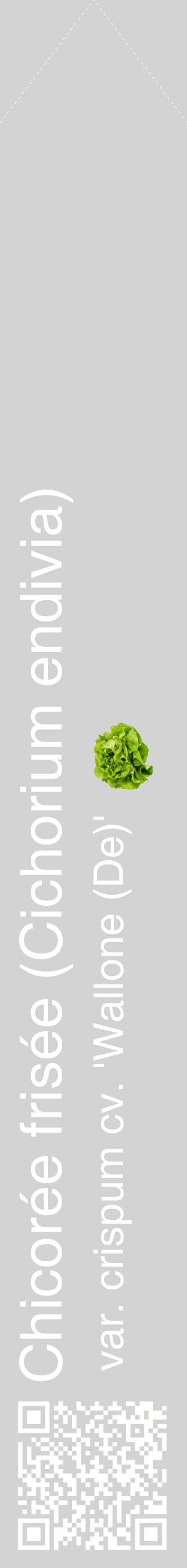 Étiquette de : Cichorium endivia var. crispum cv. 'Wallone (De)' - format c - style blanche56_simplehel avec qrcode et comestibilité simplifiée