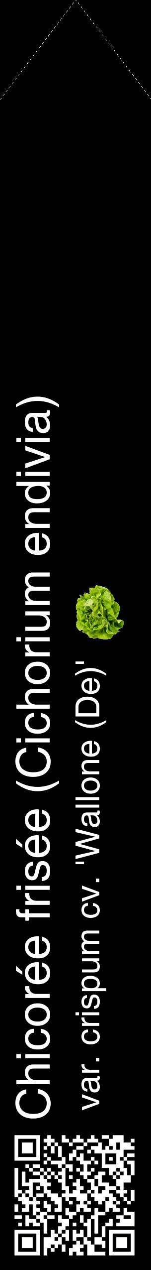 Étiquette de : Cichorium endivia var. crispum cv. 'Wallone (De)' - format c - style blanche59_simplehel avec qrcode et comestibilité simplifiée