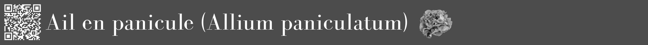 Étiquette de : Allium paniculatum - format a - style blanche27bod avec qrcode et comestibilité simplifiée