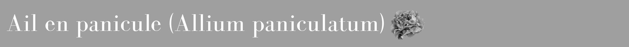 Étiquette de : Allium paniculatum - format a - style blanche24bod avec comestibilité simplifiée