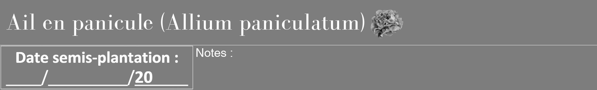 Étiquette de : Allium paniculatum - format a - style blanche35bod avec comestibilité simplifiée