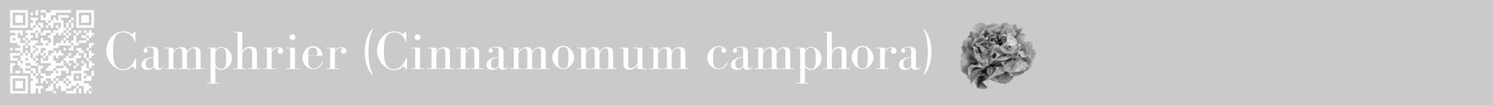 Étiquette de : Cinnamomum camphora - format a - style blanche21basiquebod avec qrcode et comestibilité simplifiée