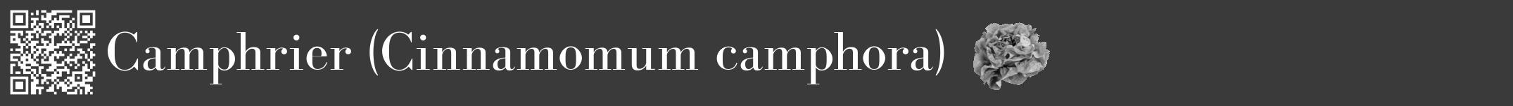 Étiquette de : Cinnamomum camphora - format a - style blanche8bod avec qrcode et comestibilité simplifiée