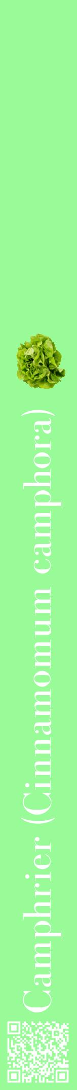 Étiquette de : Cinnamomum camphora - format a - style blanche14bod avec qrcode et comestibilité simplifiée