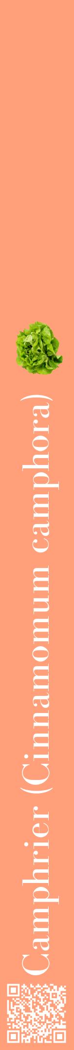 Étiquette de : Cinnamomum camphora - format a - style blanche39bod avec qrcode et comestibilité simplifiée