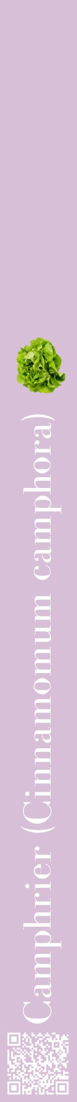 Étiquette de : Cinnamomum camphora - format a - style blanche54bod avec qrcode et comestibilité simplifiée