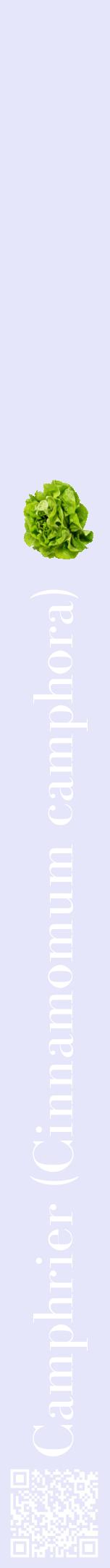 Étiquette de : Cinnamomum camphora - format a - style blanche55bod avec qrcode et comestibilité simplifiée