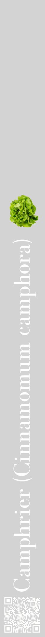 Étiquette de : Cinnamomum camphora - format a - style blanche56bod avec qrcode et comestibilité simplifiée