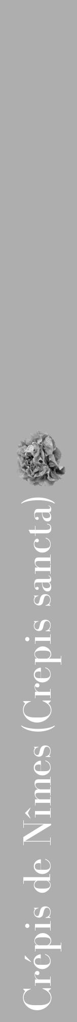 Étiquette de : Crepis sancta - format a - style blanche53bod avec comestibilité simplifiée - position verticale