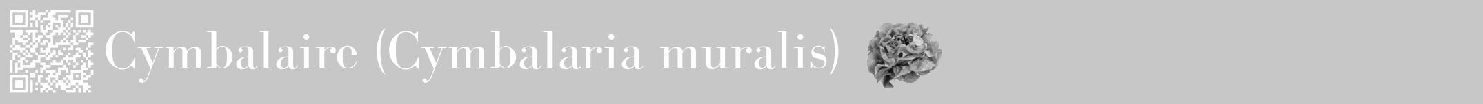 Étiquette de : Cymbalaria muralis - format a - style blanche15bod avec qrcode et comestibilité simplifiée