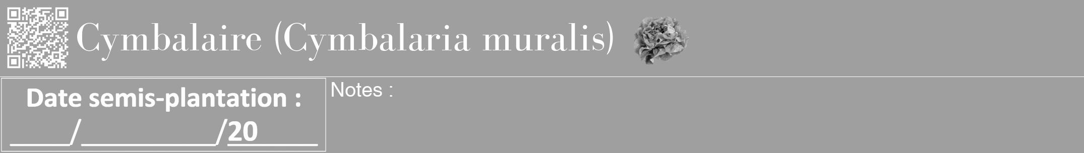 Étiquette de : Cymbalaria muralis - format a - style blanche24bod avec qrcode et comestibilité simplifiée