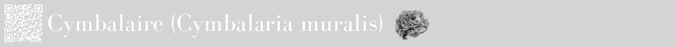 Étiquette de : Cymbalaria muralis - format a - style blanche40bod avec qrcode et comestibilité simplifiée