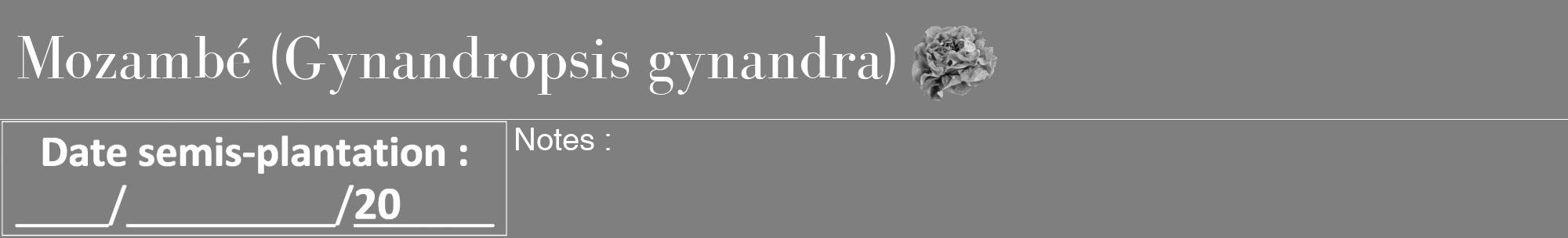 Étiquette de : Gynandropsis gynandra - format a - style blanche31bod avec comestibilité simplifiée