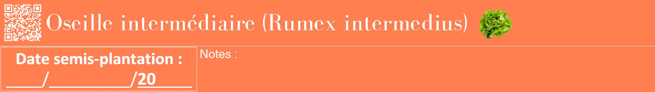 Étiquette de : Rumex intermedius - format a - style blanche24bod avec qrcode et comestibilité simplifiée