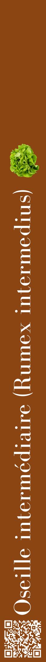 Étiquette de : Rumex intermedius - format a - style blanche30bod avec qrcode et comestibilité simplifiée