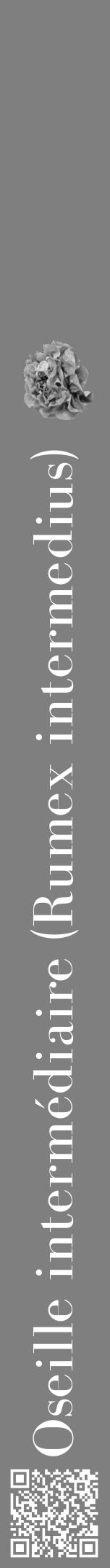 Étiquette de : Rumex intermedius - format a - style blanche31bod avec qrcode et comestibilité simplifiée - position verticale