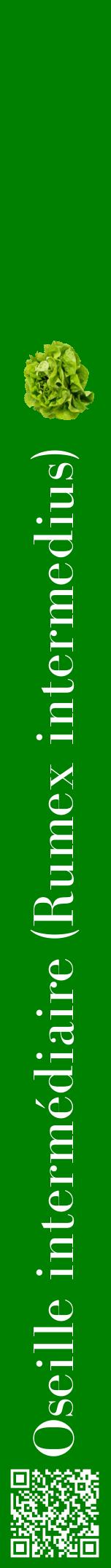 Étiquette de : Rumex intermedius - format a - style blanche9bod avec qrcode et comestibilité simplifiée
