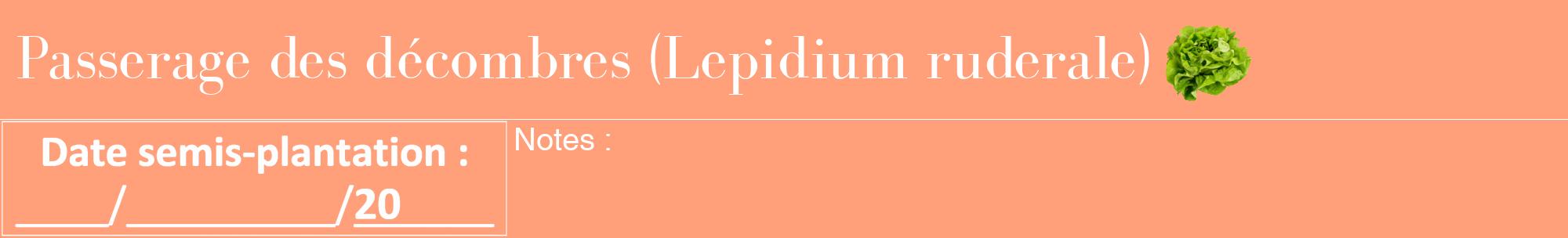 Étiquette de : Lepidium ruderale - format a - style blanche39bod avec comestibilité simplifiée