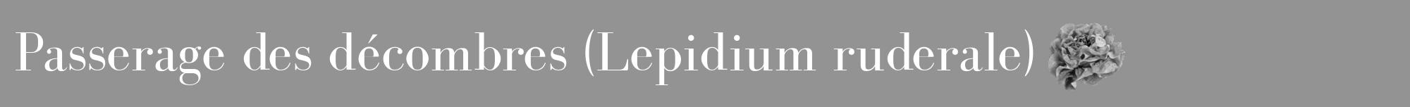 Étiquette de : Lepidium ruderale - format a - style blanche44bod avec comestibilité simplifiée