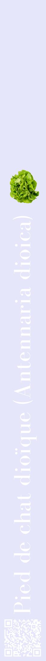 Étiquette de : Antennaria dioica - format a - style blanche55bod avec qrcode et comestibilité simplifiée