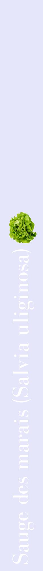 Étiquette de : Salvia uliginosa - format a - style blanche55bod avec comestibilité simplifiée