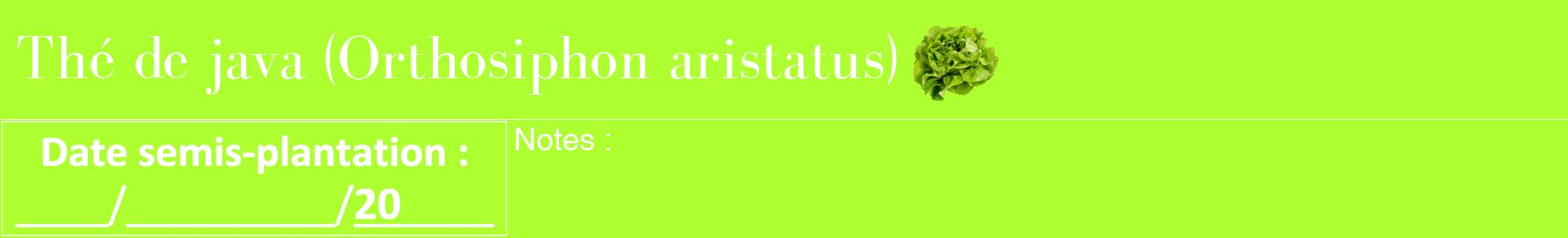 Étiquette de : Orthosiphon aristatus - format a - style blanche17bod avec comestibilité simplifiée