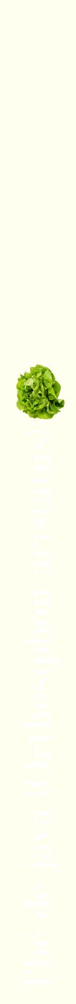 Étiquette de : Orthosiphon aristatus - format a - style blanche19bod avec comestibilité simplifiée