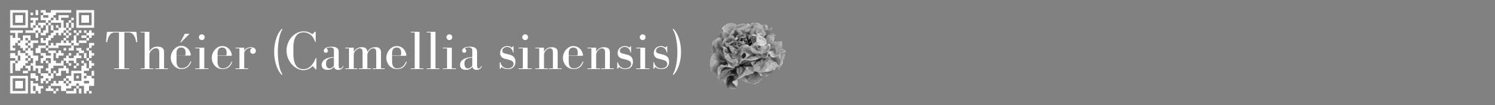 Étiquette de : Camellia sinensis - format a - style blanche50basiquebod avec qrcode et comestibilité simplifiée