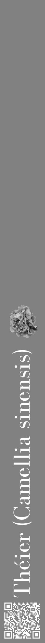 Étiquette de : Camellia sinensis - format a - style blanche50basiquebod avec qrcode et comestibilité simplifiée - position verticale