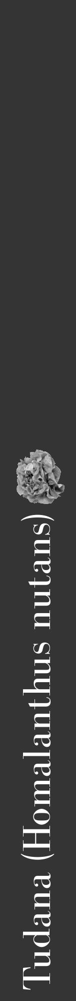 Étiquette de : Homalanthus nutans - format a - style blanche46bod avec comestibilité simplifiée - position verticale