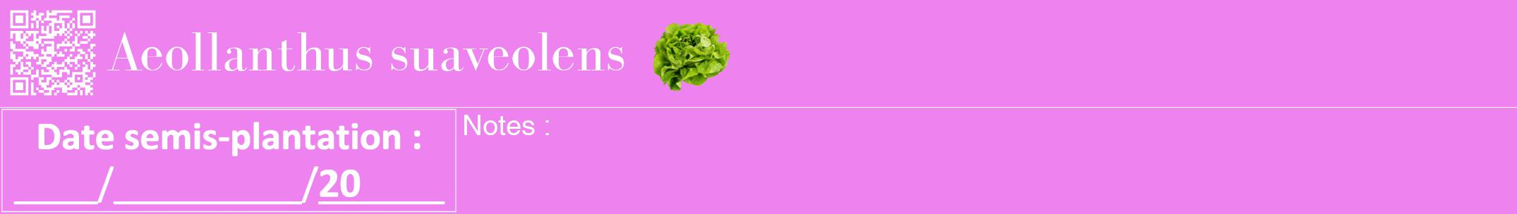 Étiquette de : Aeollanthus suaveolens - format a - style blanche53bod avec qrcode et comestibilité simplifiée