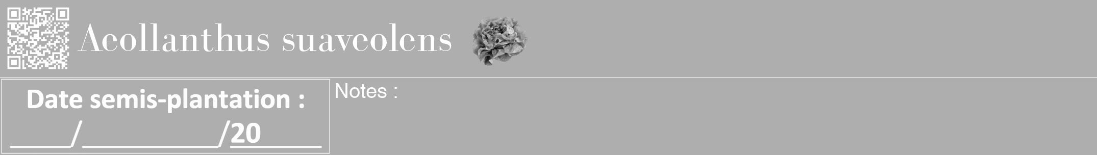 Étiquette de : Aeollanthus suaveolens - format a - style blanche53bod avec qrcode et comestibilité simplifiée