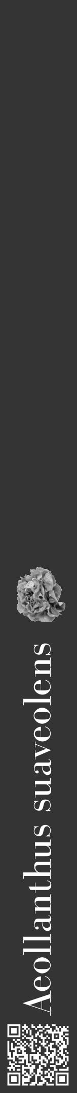 Étiquette de : Aeollanthus suaveolens - format a - style blanche46bod avec qrcode et comestibilité simplifiée - position verticale