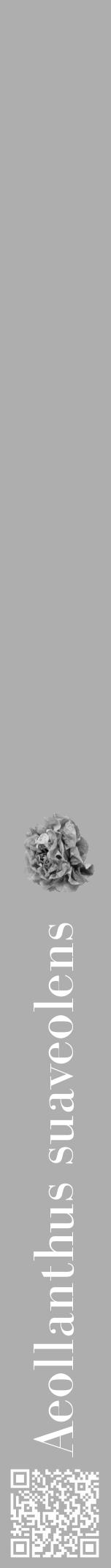 Étiquette de : Aeollanthus suaveolens - format a - style blanche53bod avec qrcode et comestibilité simplifiée - position verticale