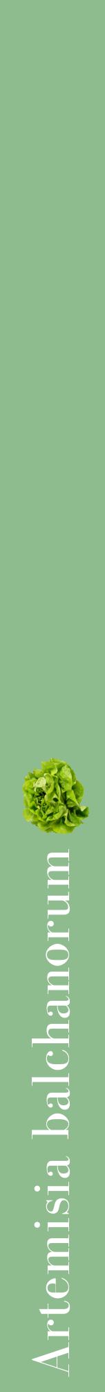 Étiquette de : Artemisia balchanorum - format a - style blanche13bod avec comestibilité simplifiée