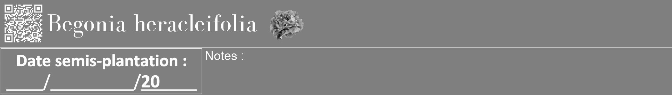 Étiquette de : Begonia heracleifolia - format a - style blanche31bod avec qrcode et comestibilité simplifiée