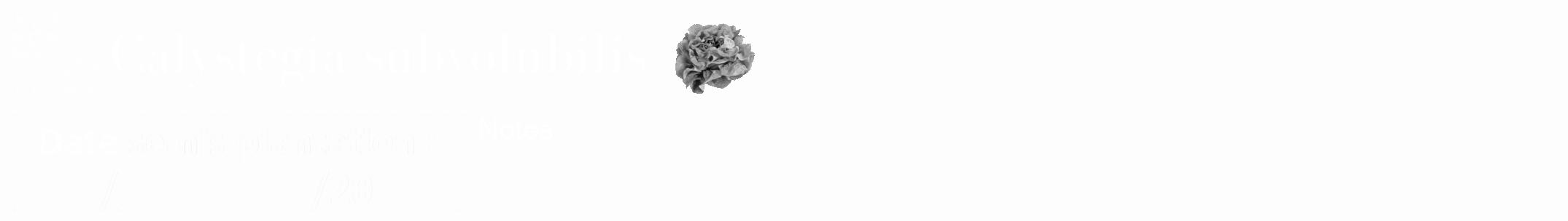 Étiquette de : Calystegia subvolubilis - format a - style blanche19bod avec qrcode et comestibilité simplifiée