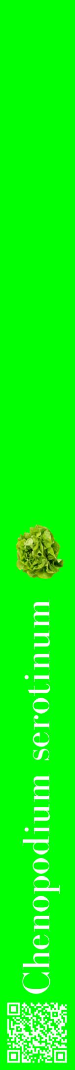 Étiquette de : Chenopodium serotinum - format a - style blanche16bod avec qrcode et comestibilité simplifiée